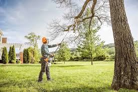 Trusted Arcadia, SC Tree Removal and Landscaping Services Experts